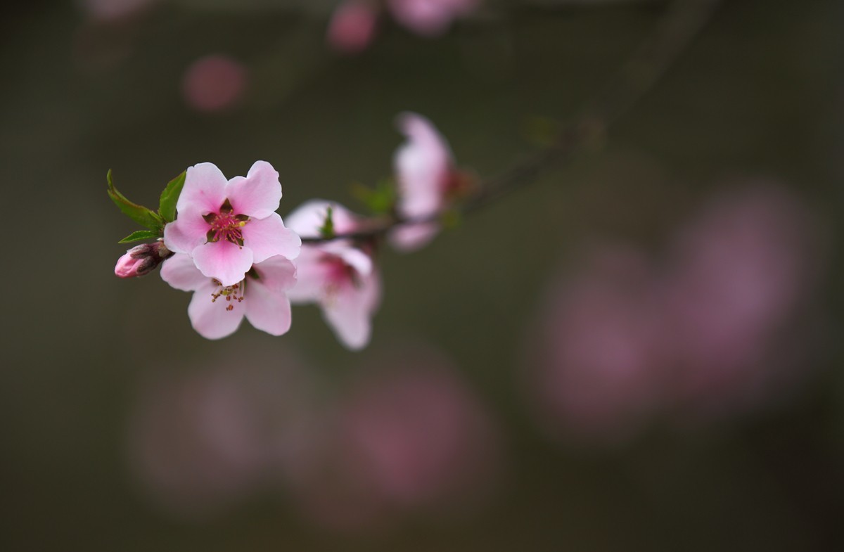 桃花点红报春早