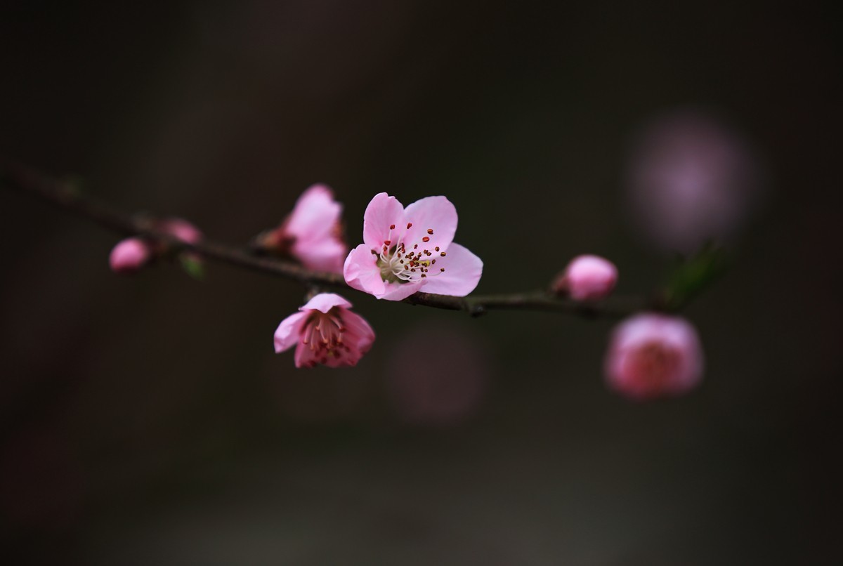 桃花点红报春早