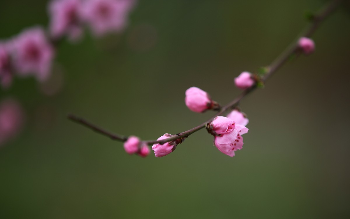 桃花点红报春早