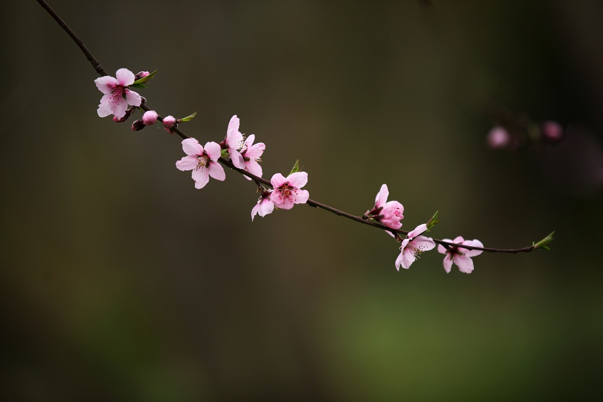 桃花点红报春早