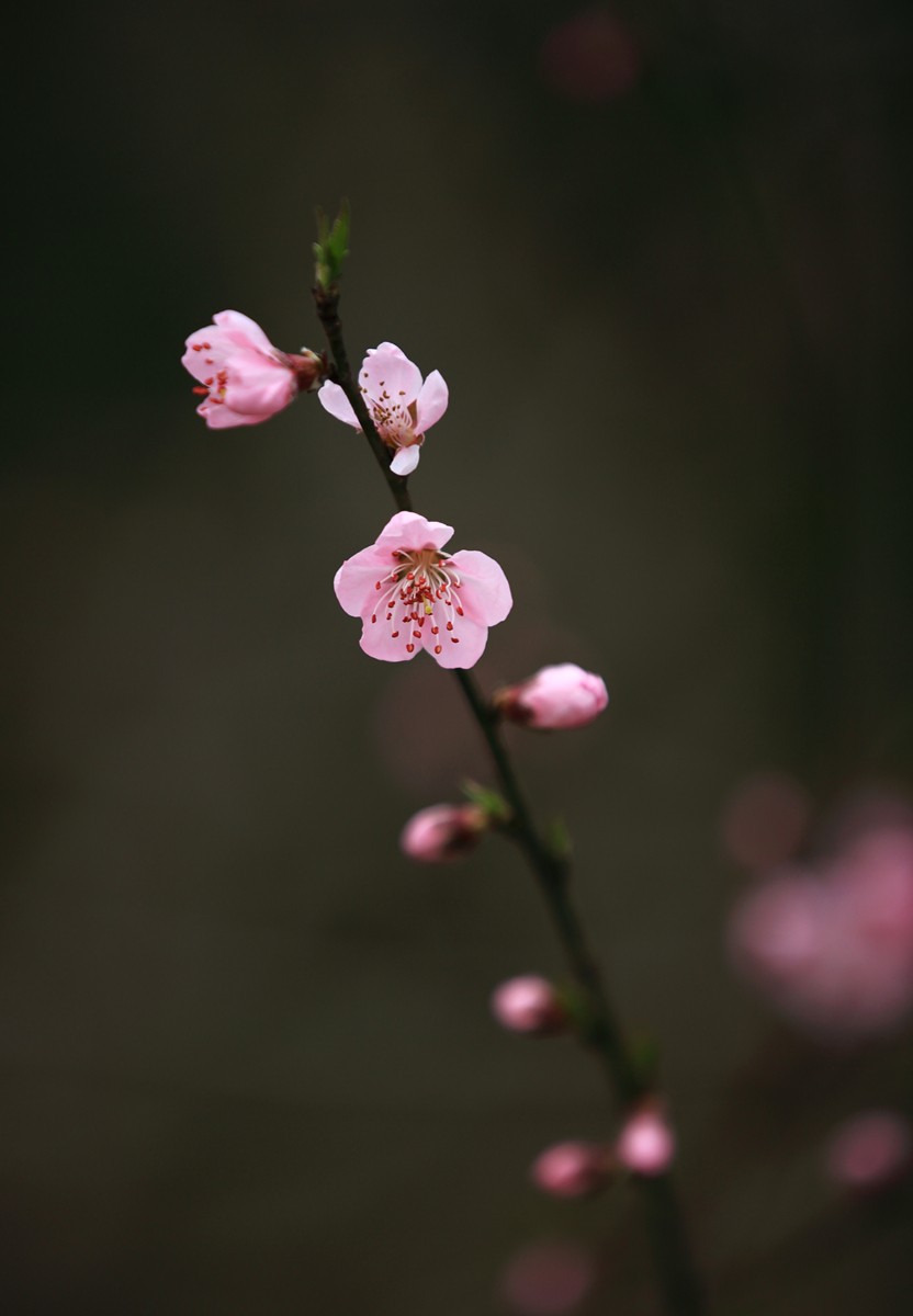 桃花点红报春早