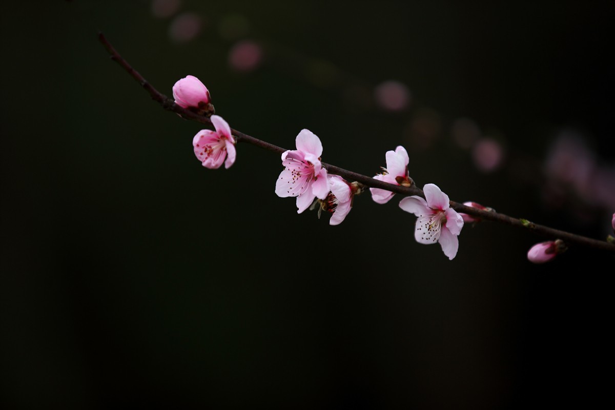 桃花点红报春早