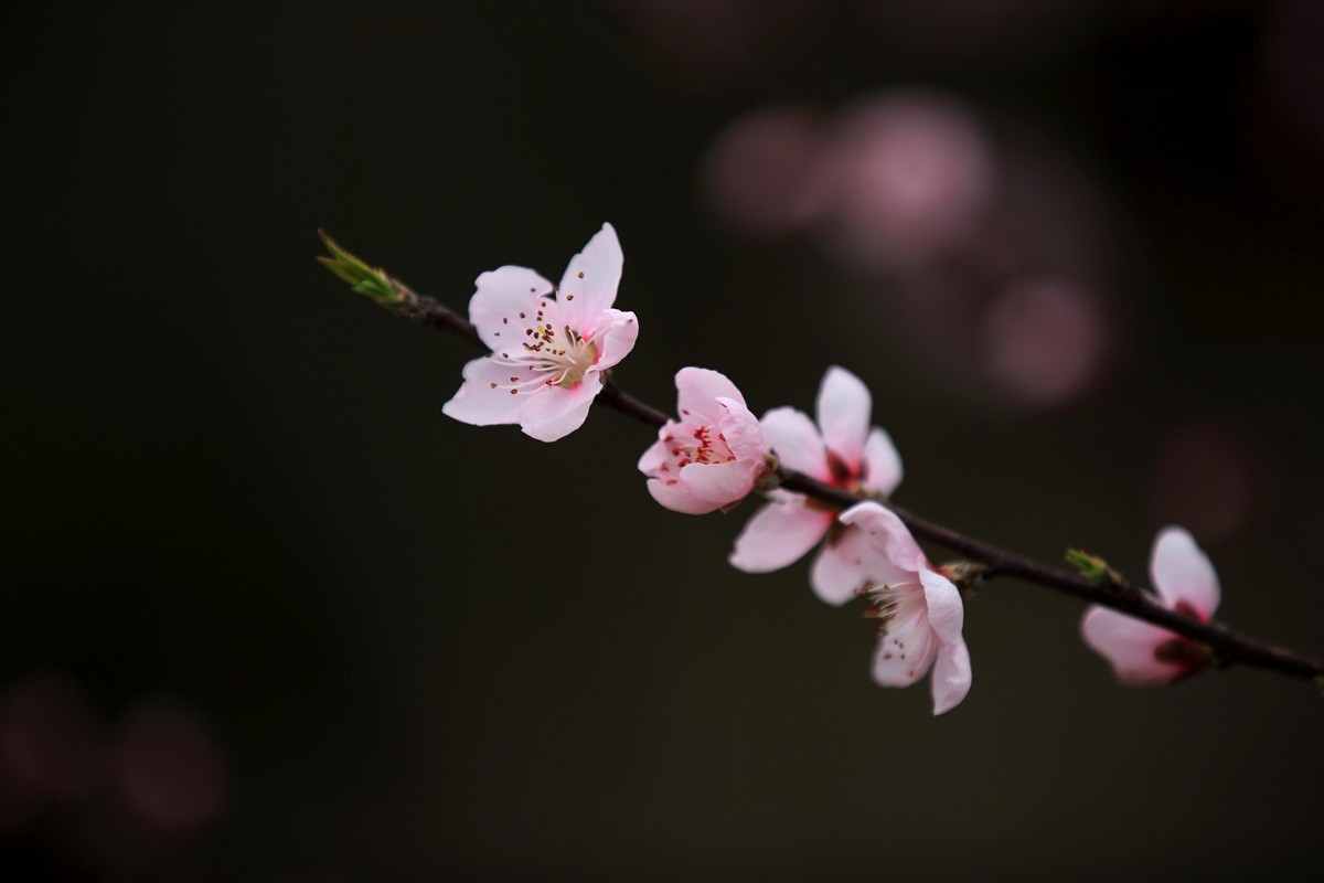 桃花点红报春早