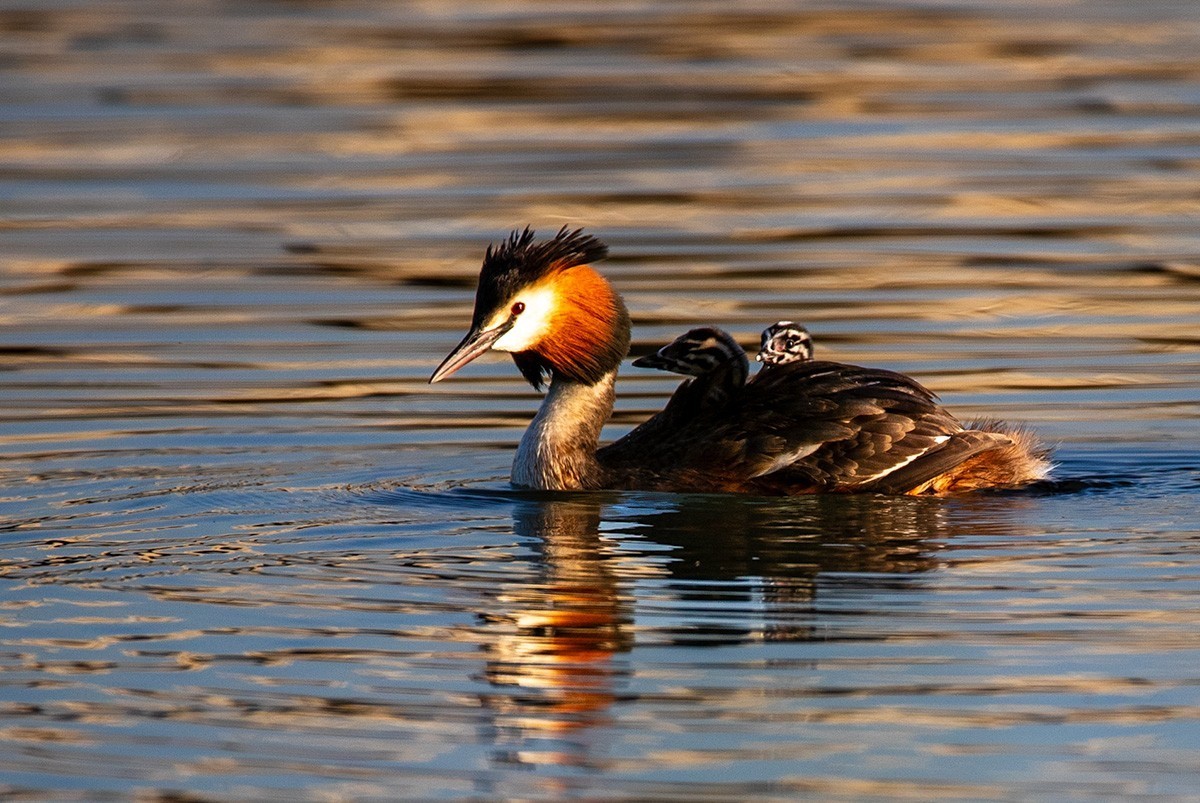 滹沱河湿地拍风头PT  【幸福一家人】