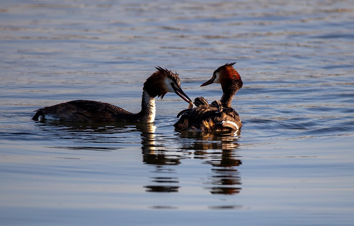 滹沱河湿地拍风头PT  【幸福一家人】