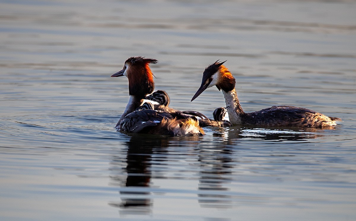 滹沱河湿地拍风头PT  【幸福一家人】