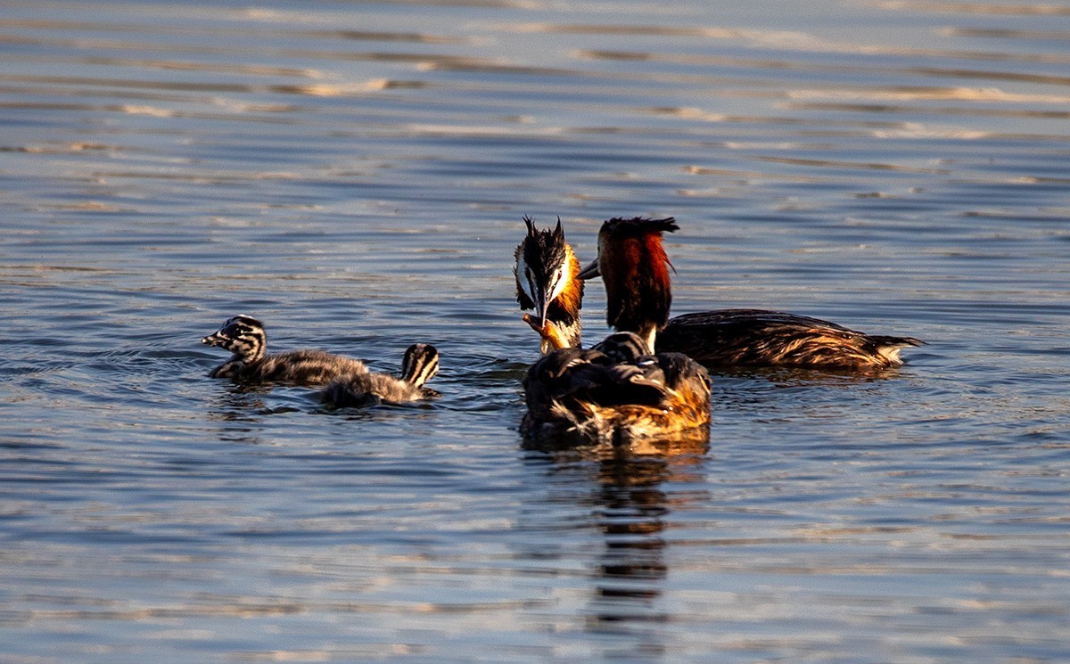 滹沱河湿地拍风头PT  【幸福一家人】