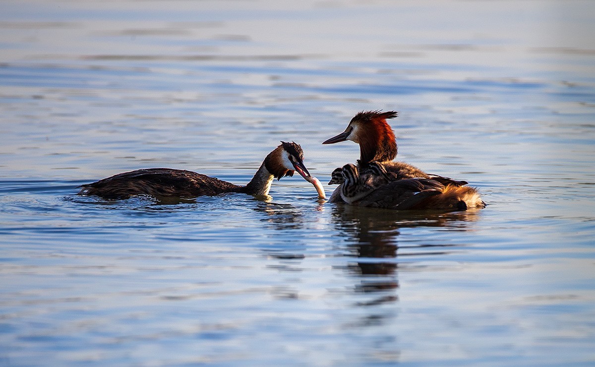 滹沱河湿地拍风头PT  【幸福一家人】