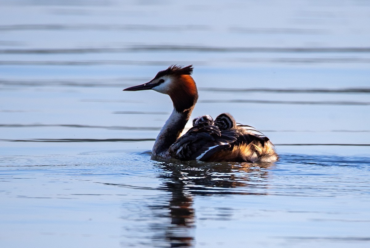 滹沱河湿地拍风头PT  【幸福一家人】