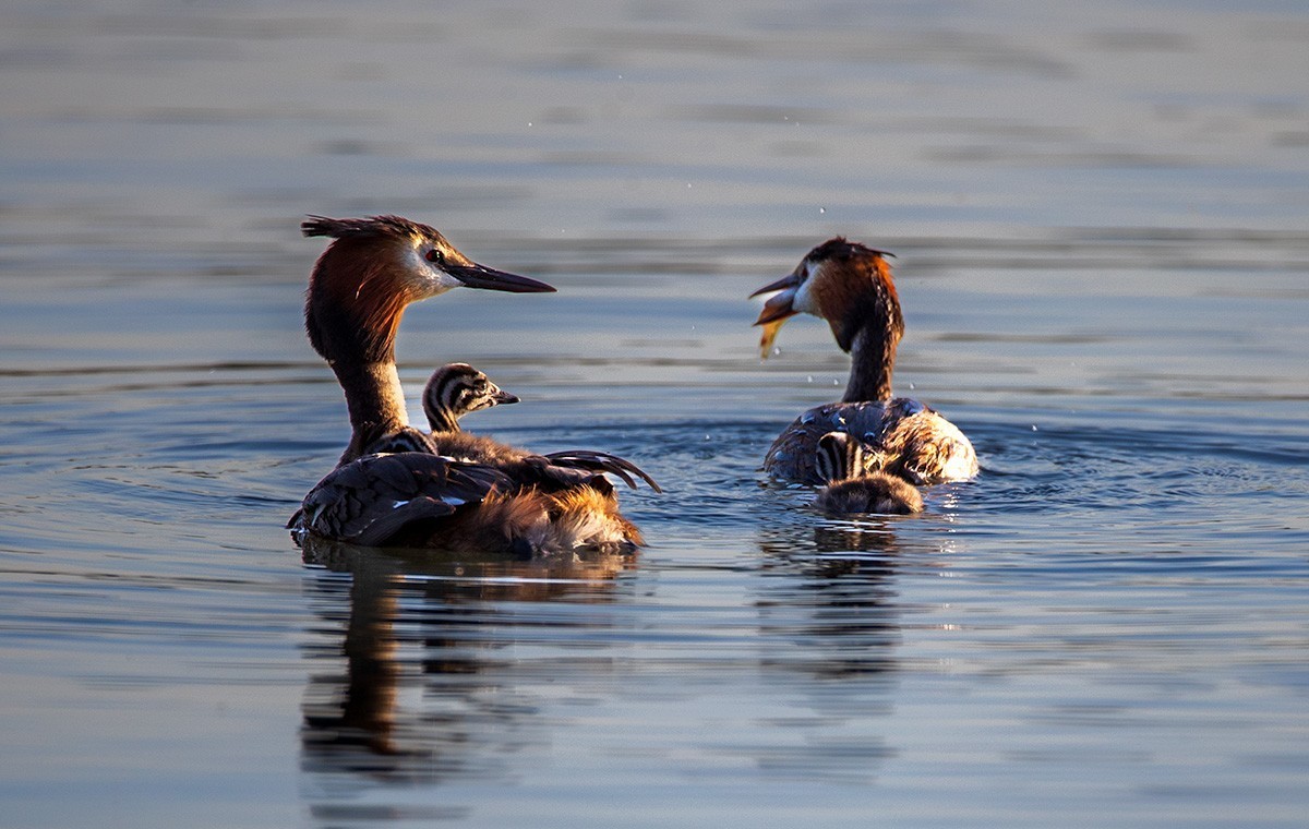 滹沱河湿地拍风头PT  【幸福一家人】