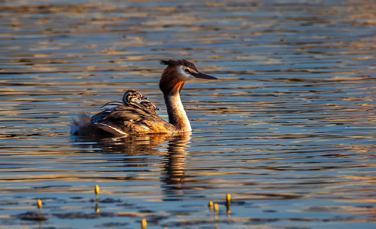滹沱河湿地拍风头PT  【幸福一家人】