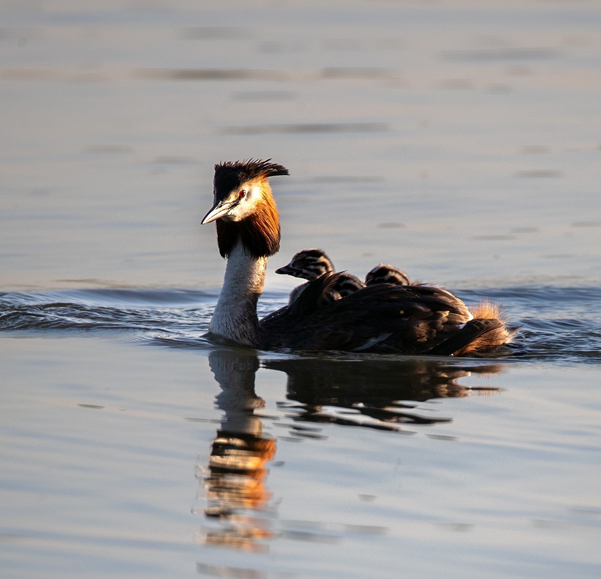 滹沱河湿地拍风头PT  【幸福一家人】
