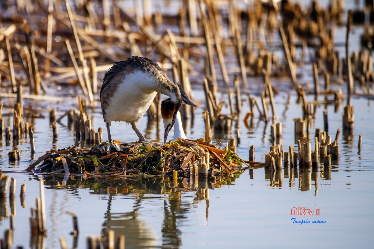 玉龙湖之悦（1）