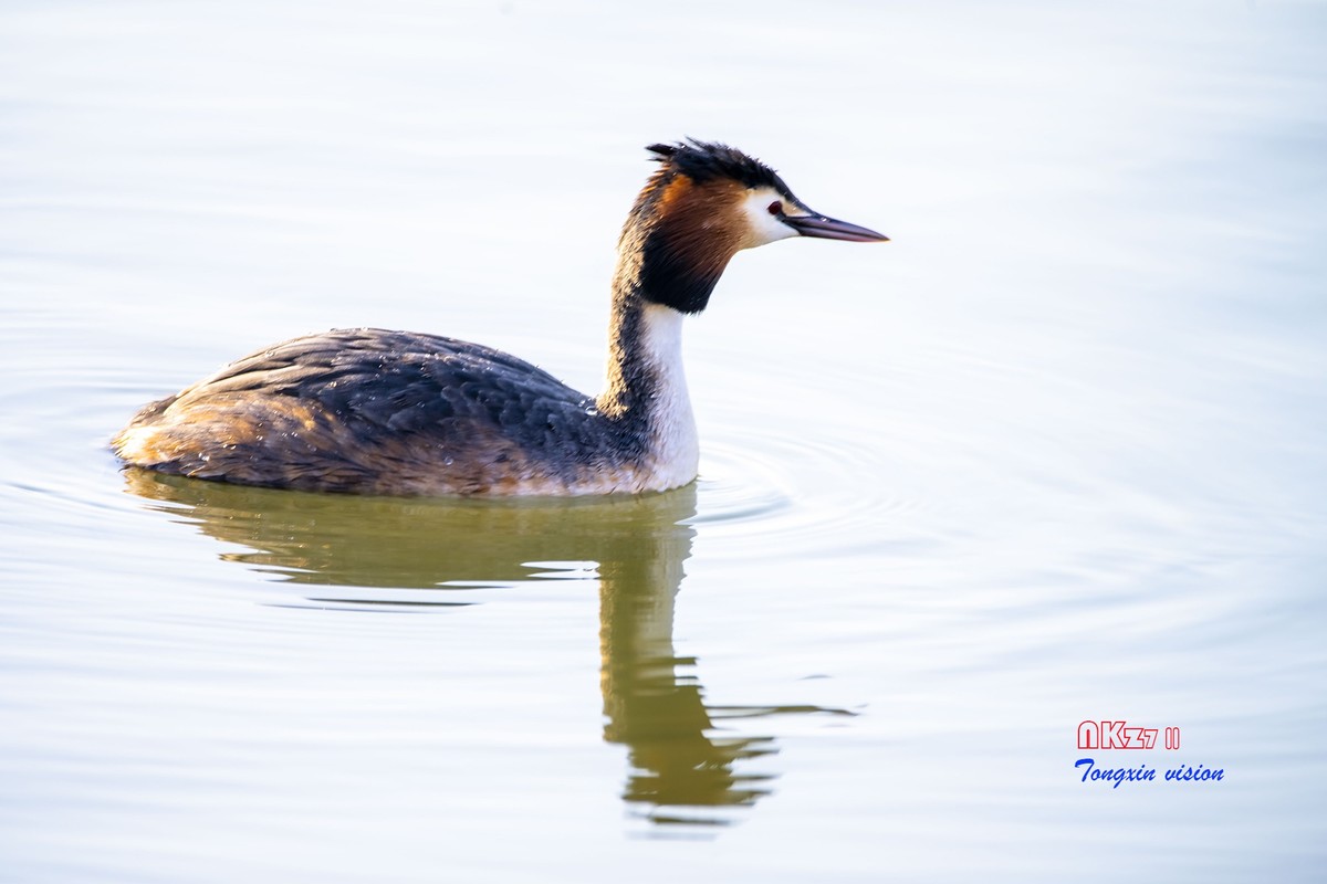 玉龙湖之悦（1）
