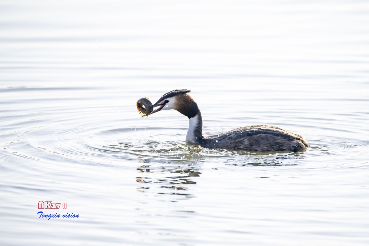 玉龙湖之悦（1）