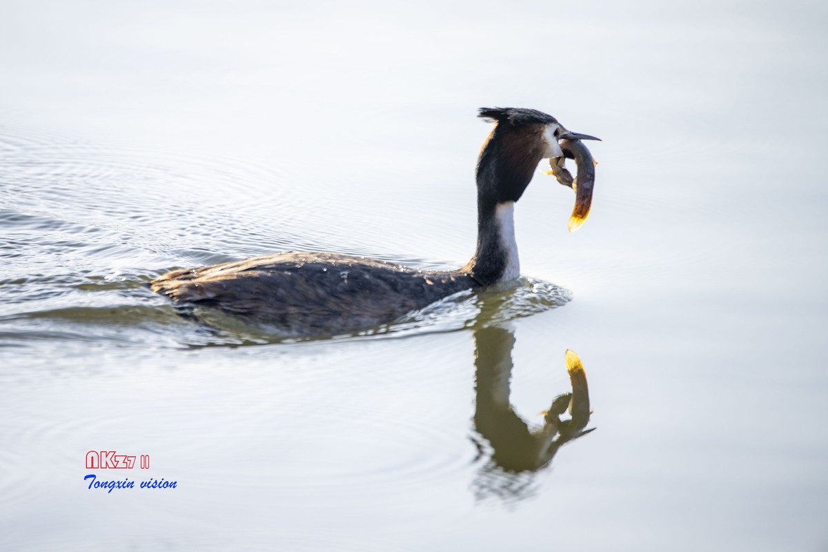 玉龙湖之悦（1）