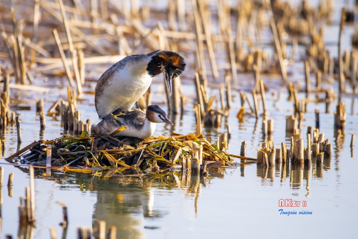 玉龙湖之悦（1）