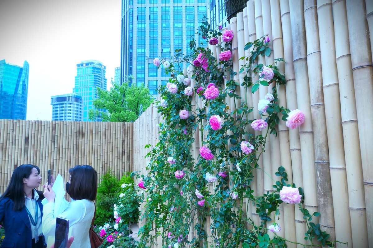 【太平湖畔（2）】——摄于上海新天地