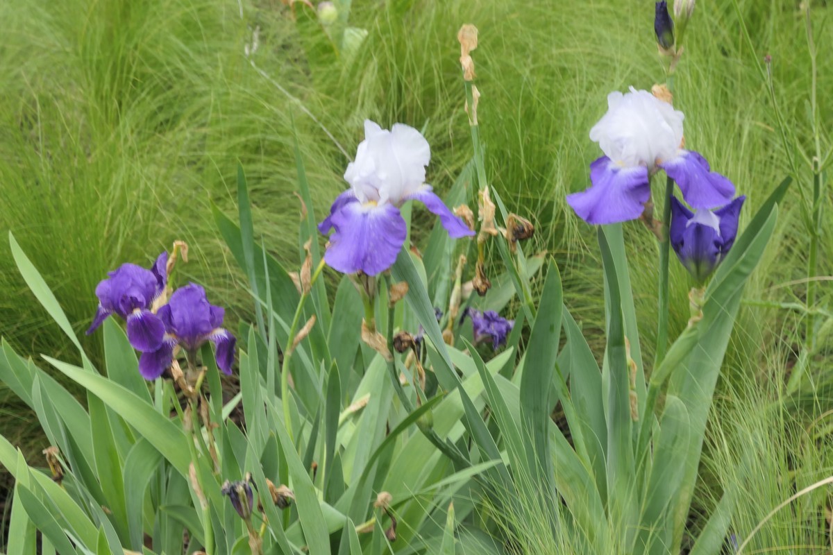 【太平湖畔（2）】——摄于上海新天地