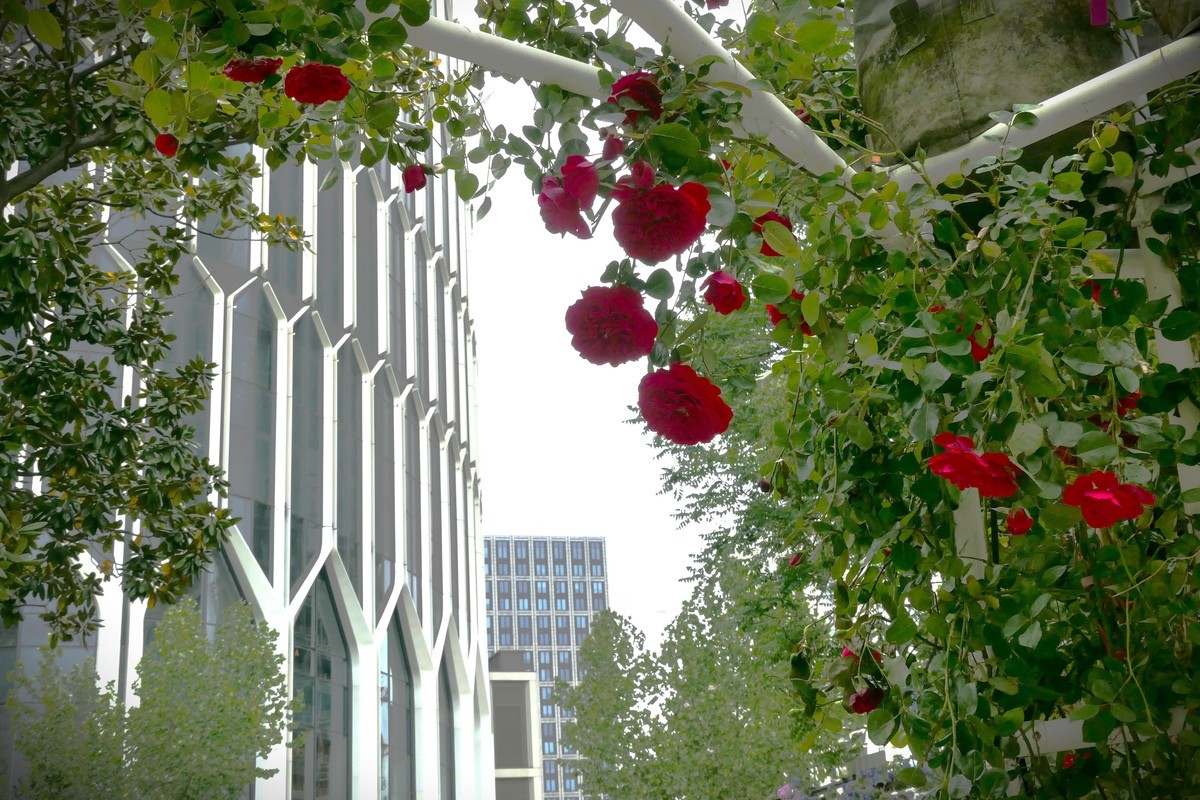 【太平湖畔（2）】——摄于上海新天地