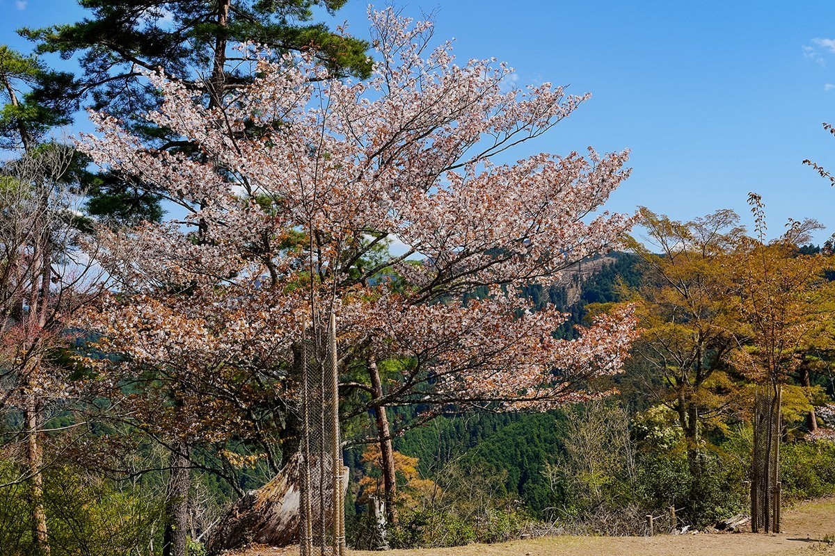 2025年第0343贴-奈良吉野山风光旅拍（0522）