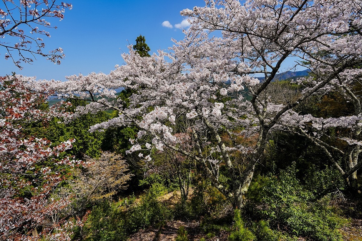 2025年第0343贴-奈良吉野山风光旅拍（0522）