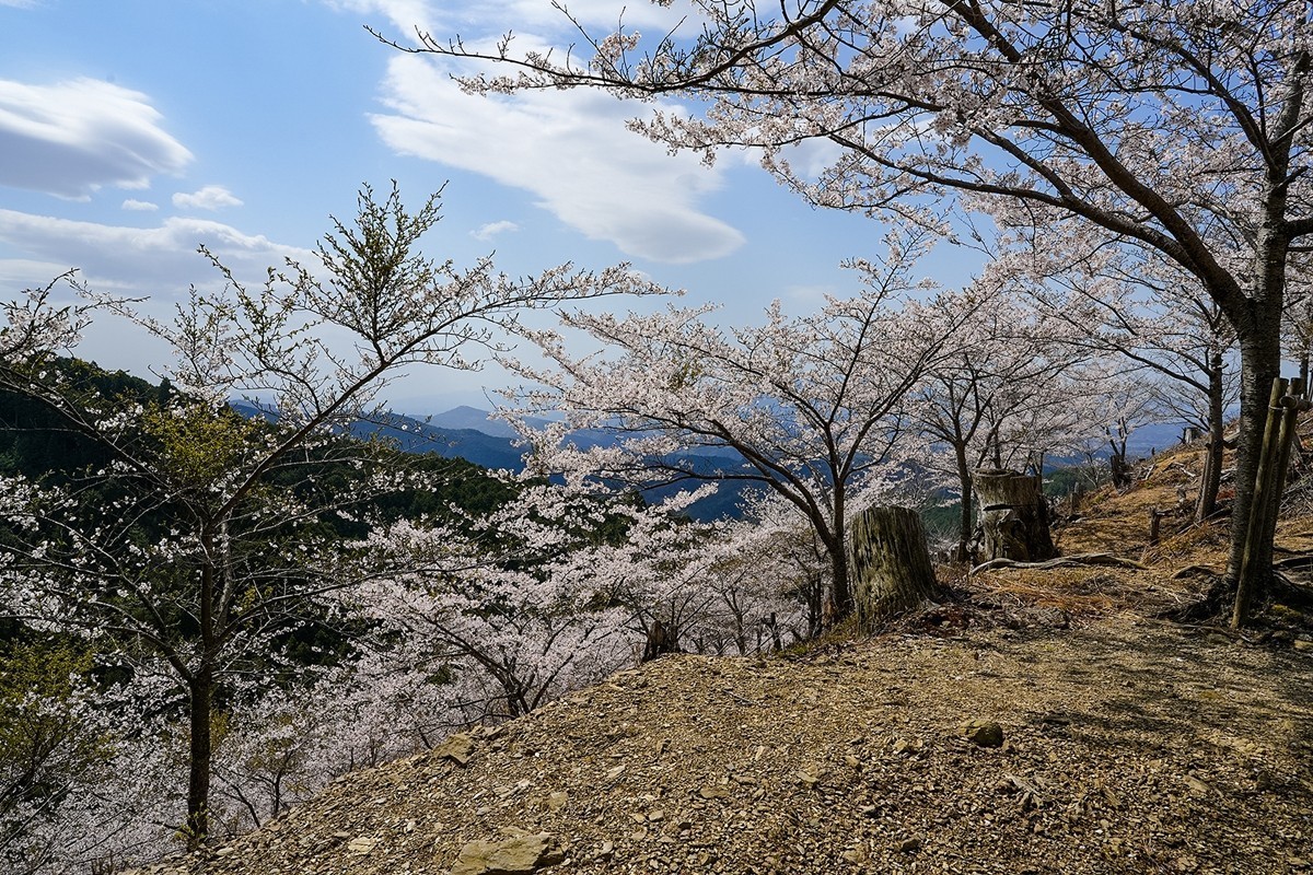 2025年第0343贴-奈良吉野山风光旅拍（0522）