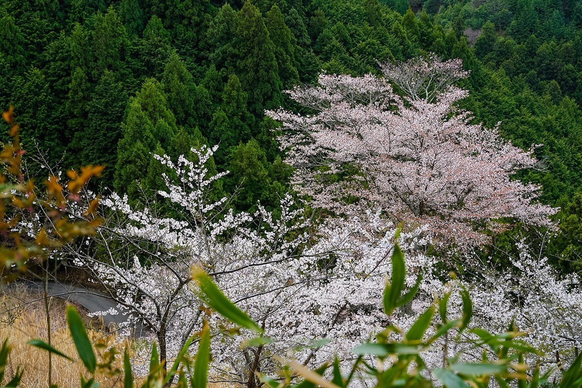 2025年第0343贴-奈良吉野山风光旅拍（0522）