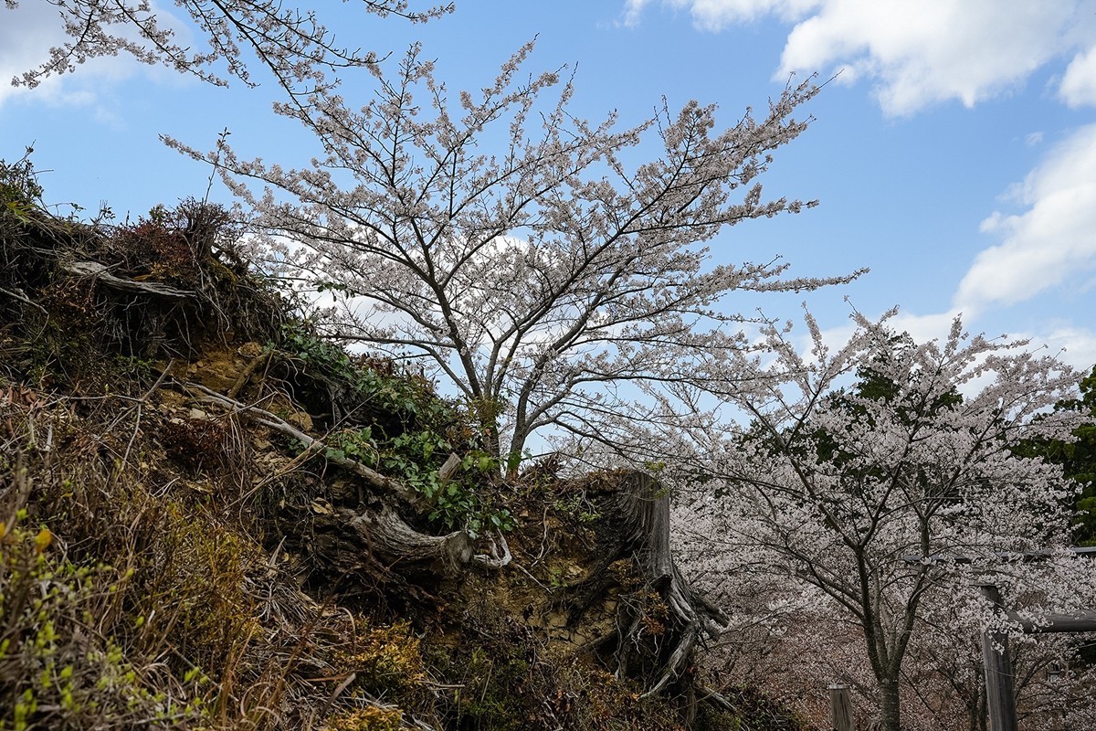 2025年第0343贴-奈良吉野山风光旅拍（0522）