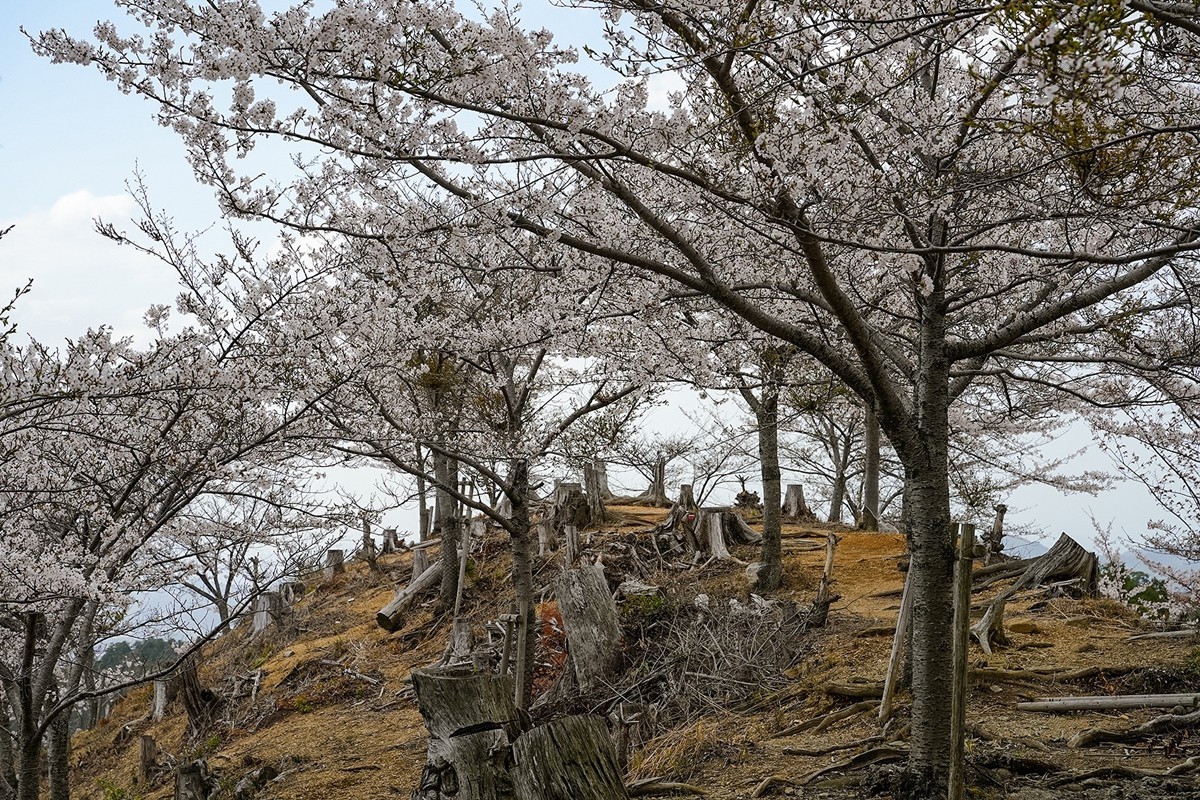 2025年第0343贴-奈良吉野山风光旅拍（0522）