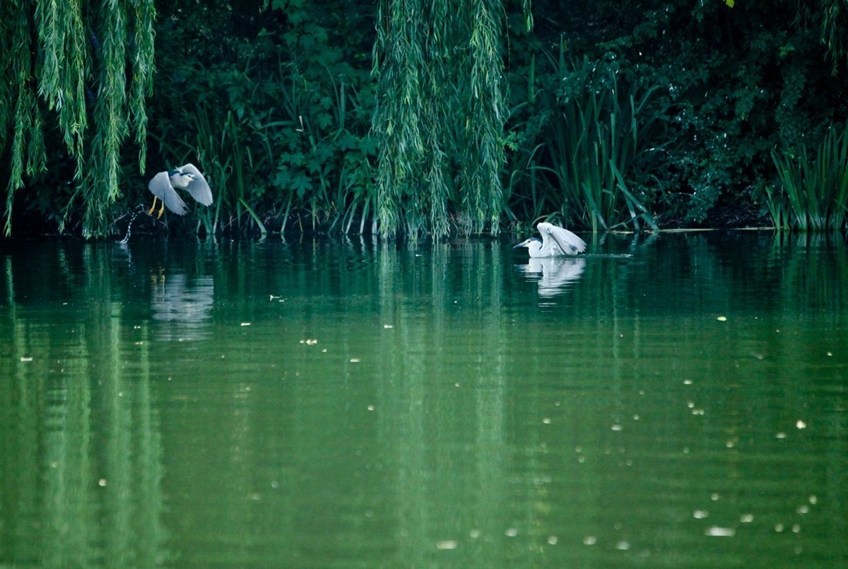 晨拍——明湖夜鹭（三）