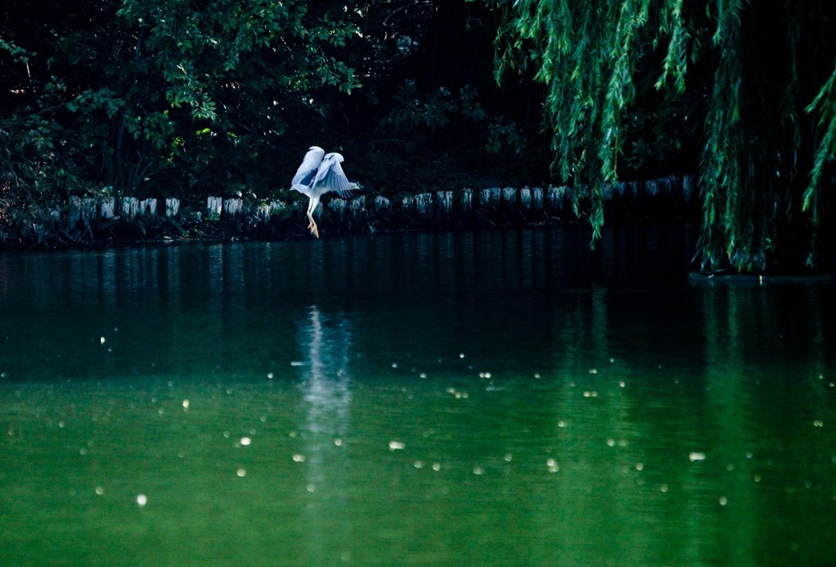 晨拍——明湖夜鹭（三）