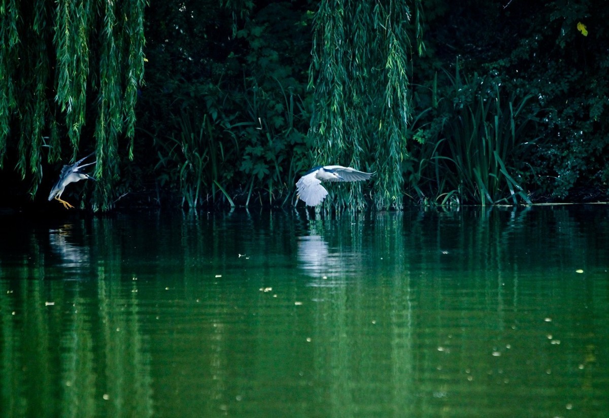 晨拍——明湖夜鹭（三）