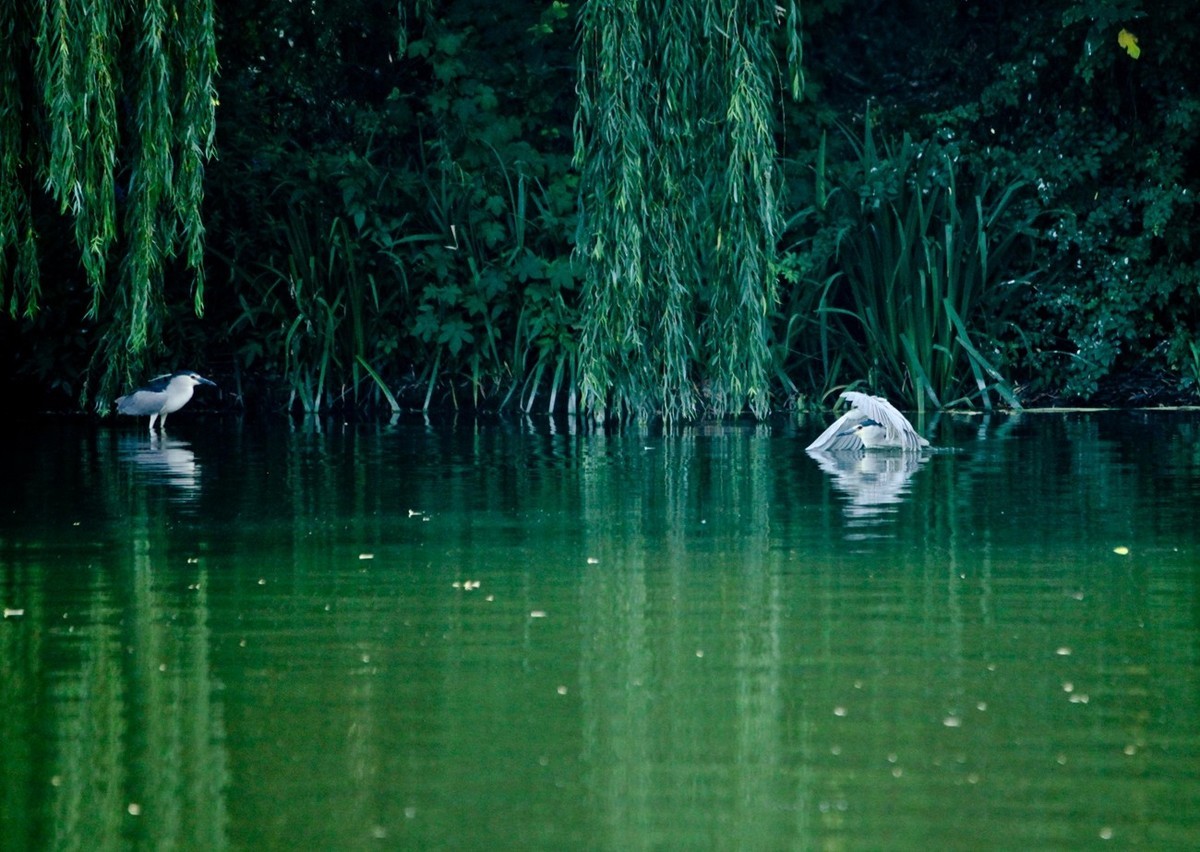 晨拍——明湖夜鹭（三）