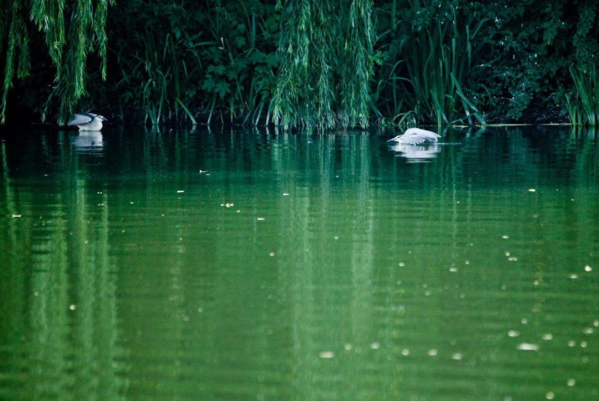 晨拍——明湖夜鹭（三）