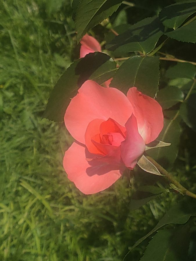 花卉系列【3501】