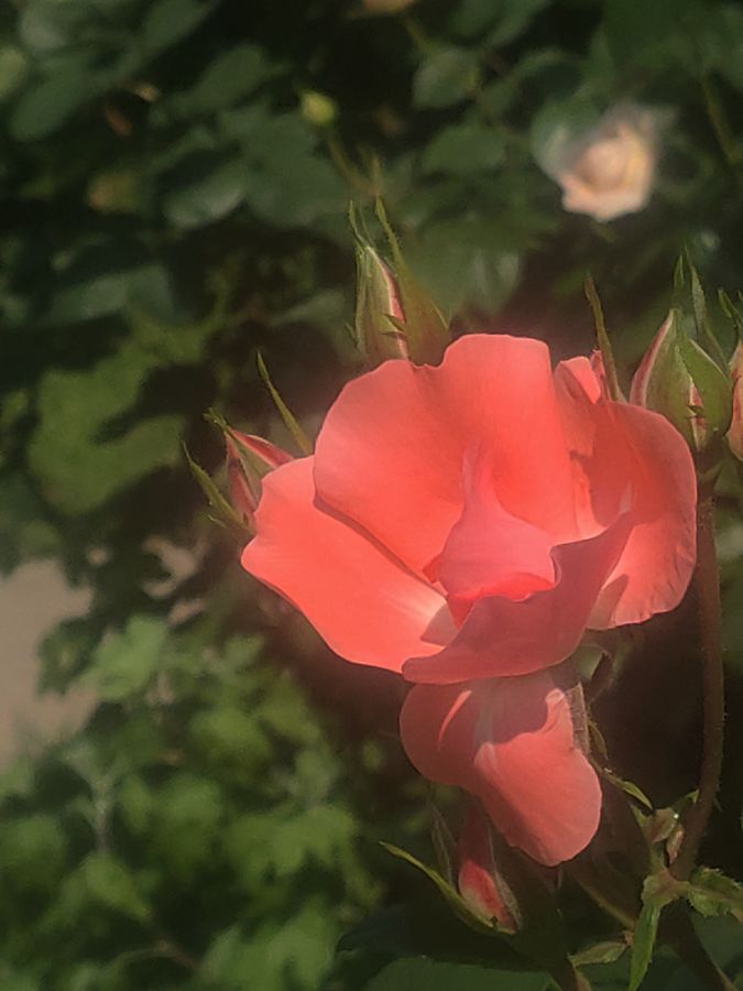 花卉系列【3501】