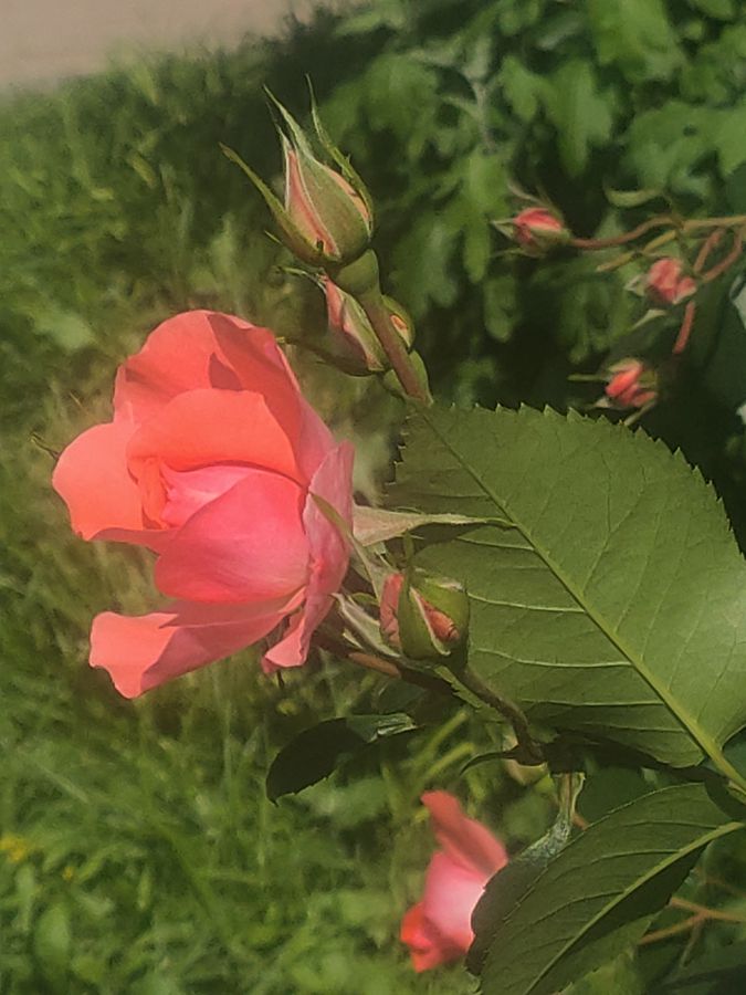 花卉系列【3501】