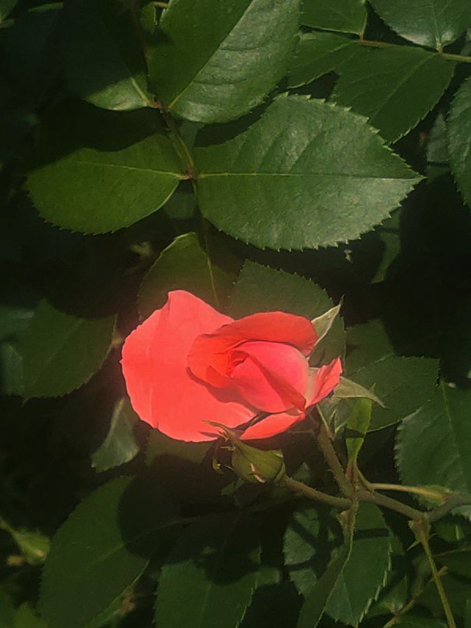 花卉系列【3501】