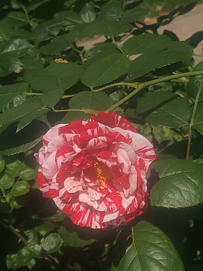 花卉系列【3501】