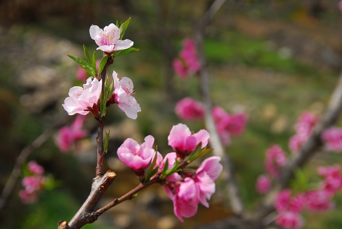 CCD传感器下的桃花