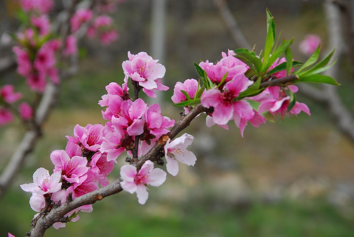 CCD传感器下的桃花