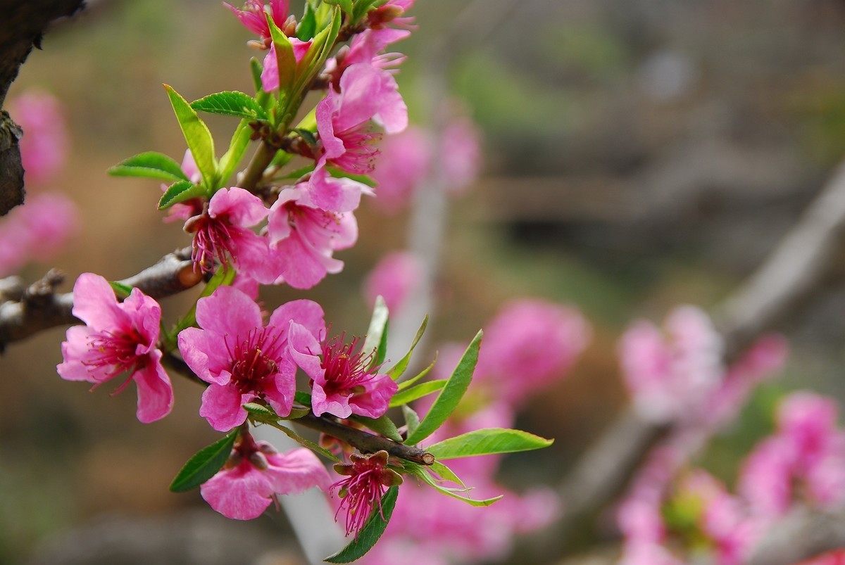 CCD传感器下的桃花