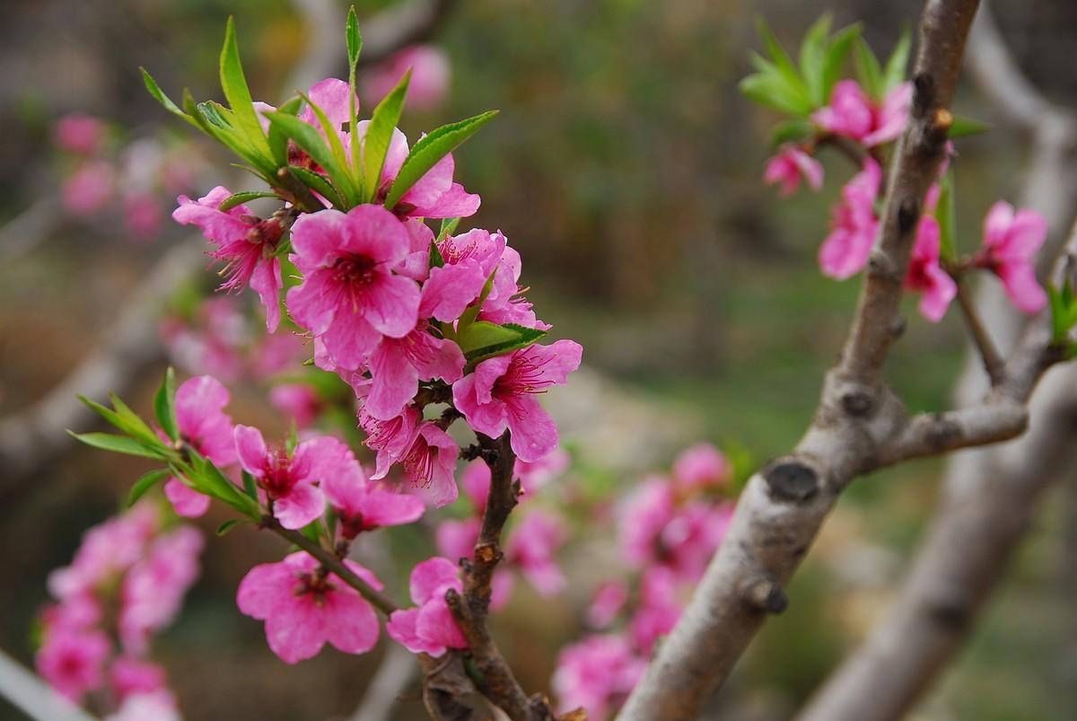CCD传感器下的桃花