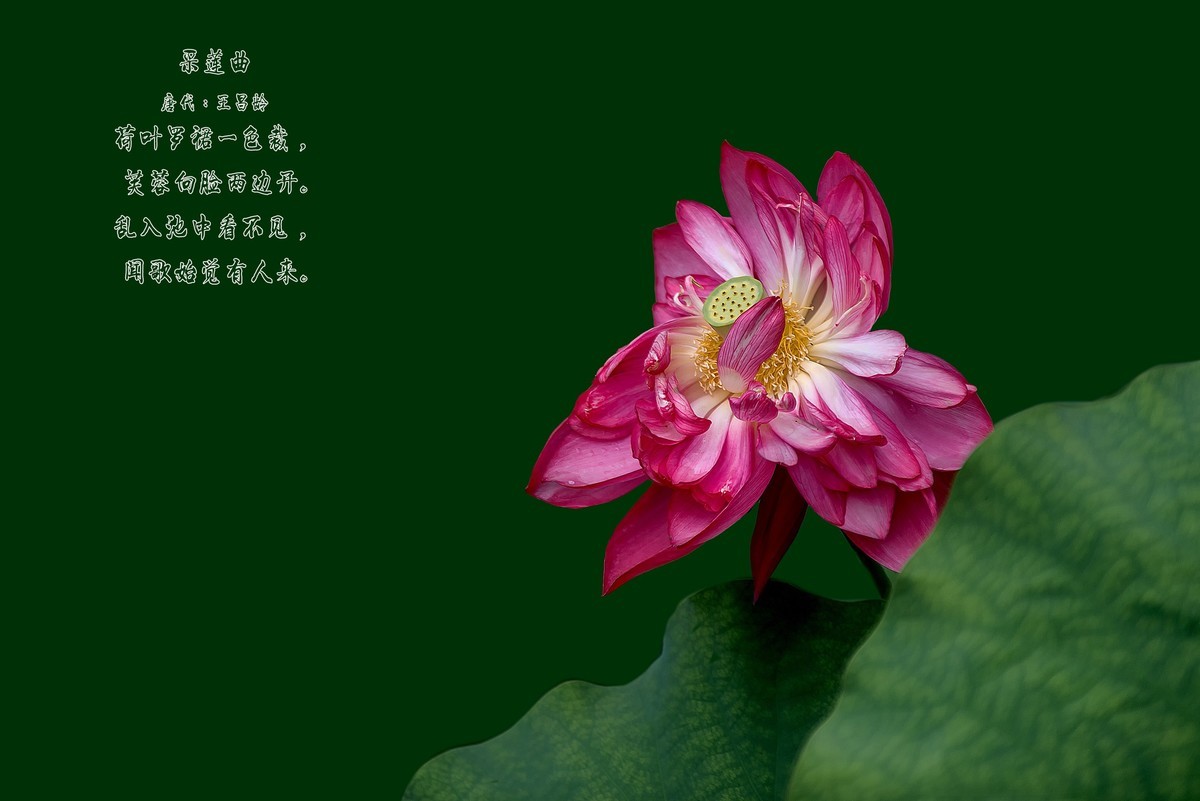 《采 莲 曲 》         唐代：王昌龄      （之二）