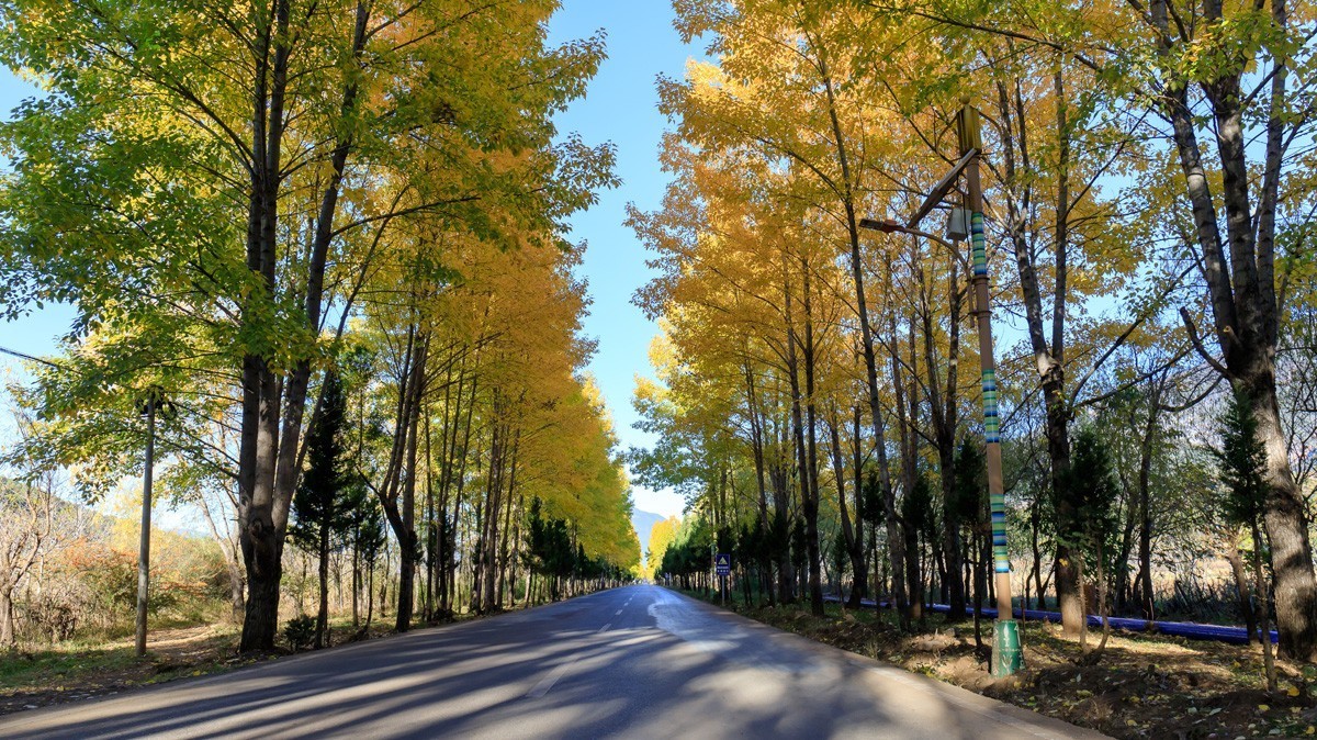 #遇见最美秋叶#疫情下的秋色依然很美