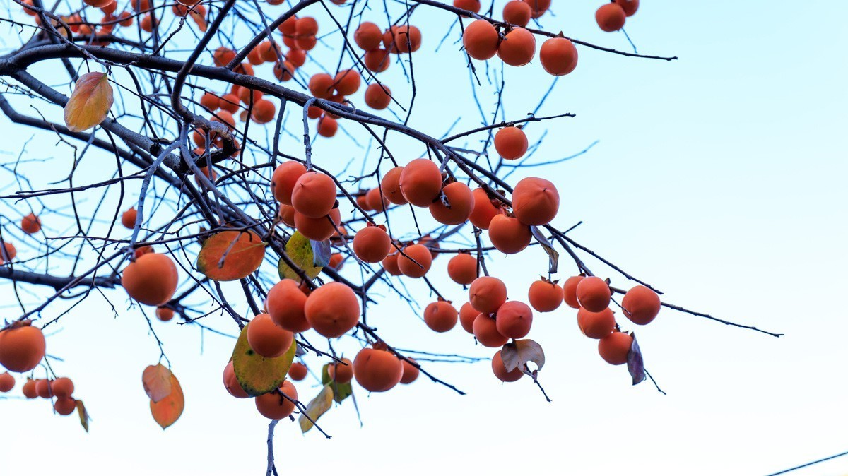 #遇见最美秋叶#疫情下的秋色依然很美