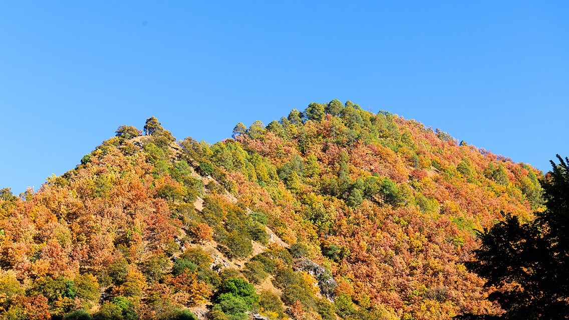 #遇见最美秋叶#疫情下的秋色依然很美