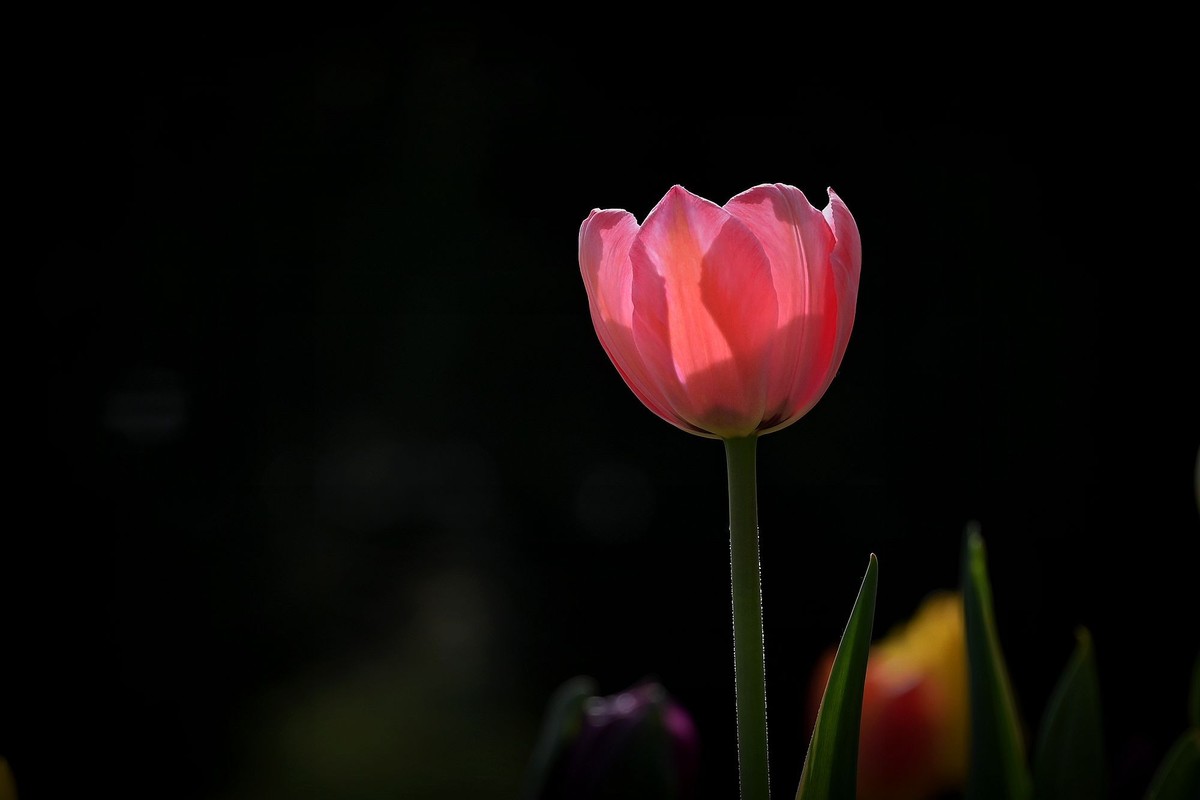 姹紫嫣红郁金香