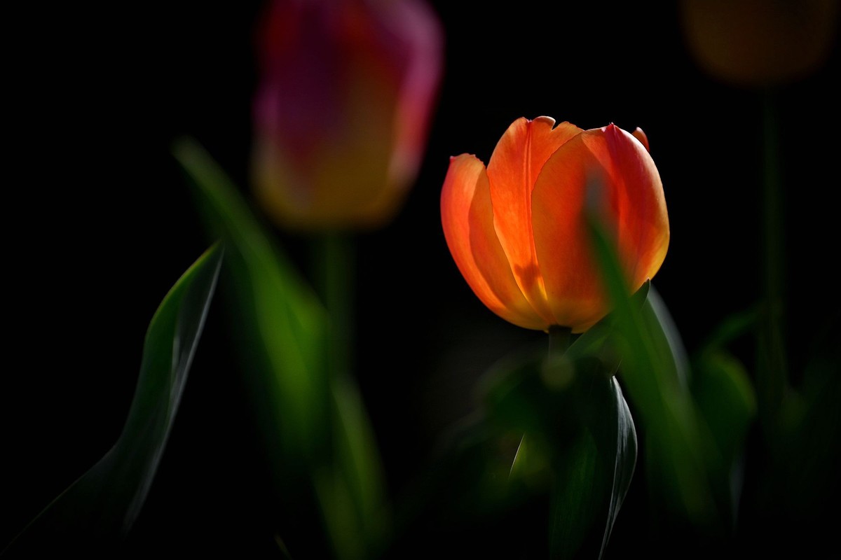 姹紫嫣红郁金香